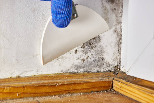Best Industrial Mold Remediation  in El Mirage, AZ